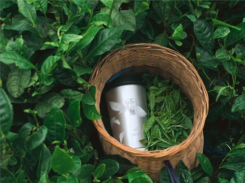 喜茶聯合 上城士 及文化大使張晚意,共同溯源綠妍貴州茶脈