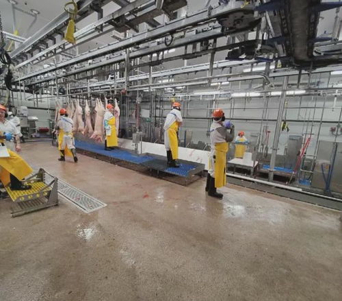 蕾西在澳洲肉聯廠糟糕環(huán)境下周薪多少